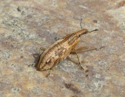 Réf. 280 483 : Mecaspis alternans